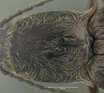 Image of <i>Ctenicera cylindriformis</i>