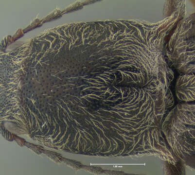 Imagem de <i>Ctenicera cylindriformis</i>