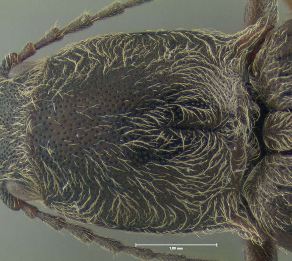 Image of <i>Ctenicera cylindriformis</i>