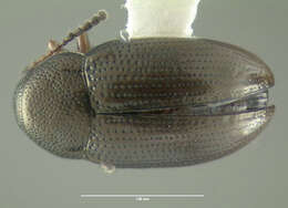 Image of Flea beetle