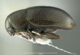 Image of Flea beetle