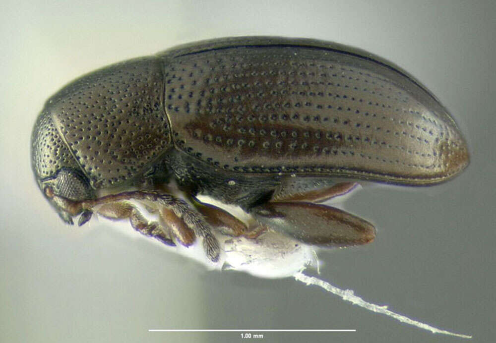 Image of Flea beetle