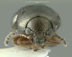 Image of Flea beetle