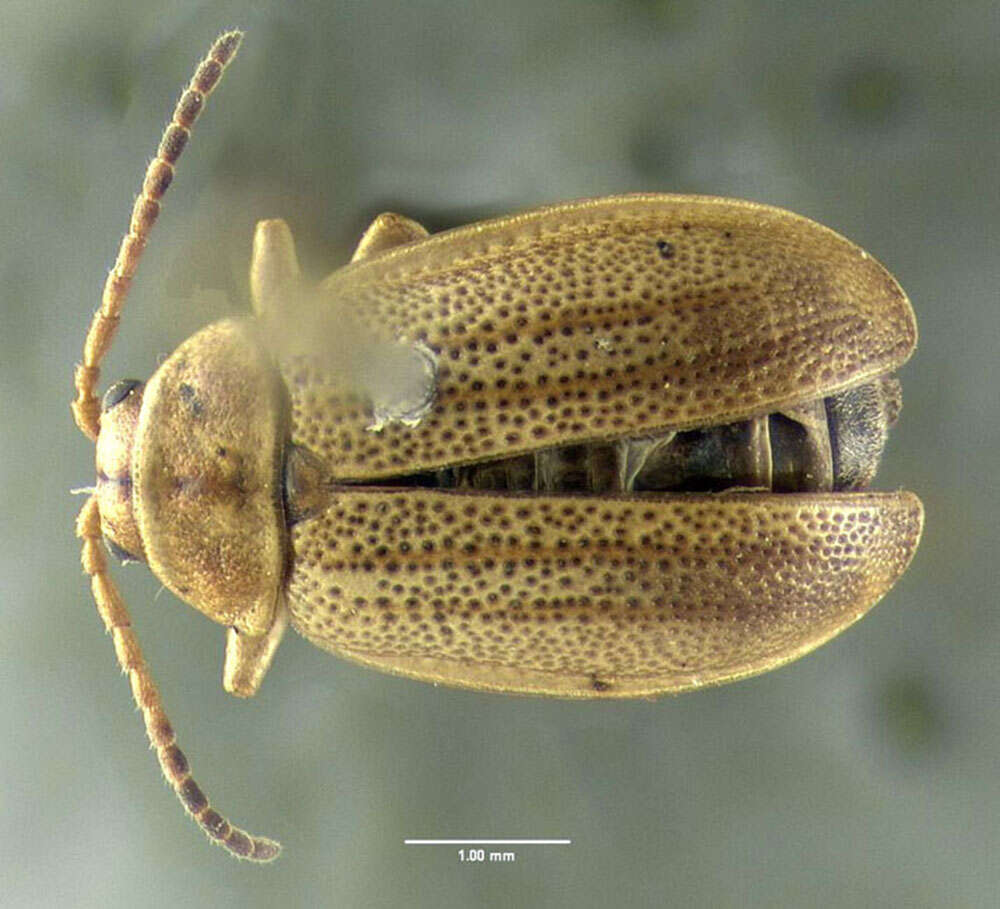 Image of Ophraella cribrata (J. L. Le Conte 1865)