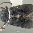 Image of Orthaltica copalina (Fabricius 1801)