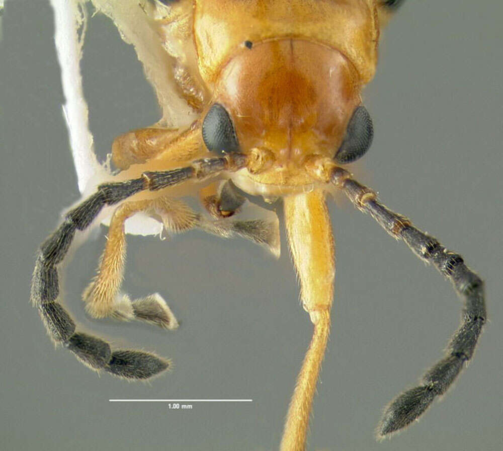 Image of Phyllobrotica limbata (Fabricius 1801)