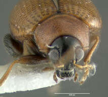 Image of Potato flea beetle