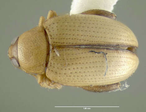 Image of Potato flea beetle