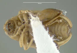 Image of Potato flea beetle