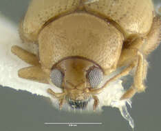 Image of Potato flea beetle