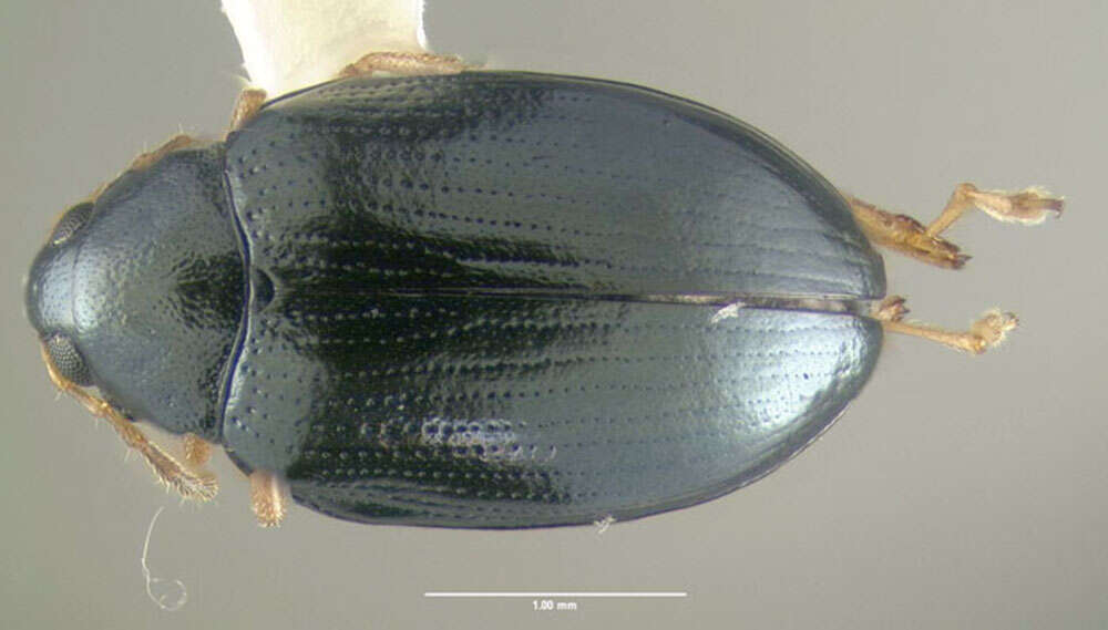 Image of Leaf beetle