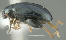 Image of Leaf beetle