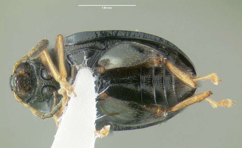 Image of Leaf beetle