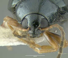 Image of Leaf beetle