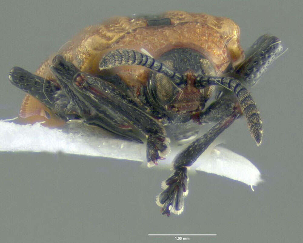 Imagem de Odontota dorsalis (Thunberg 1805)