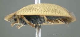 Image of thistle tortoise beetle