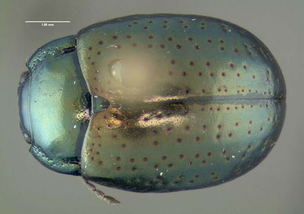 Image of Klamath Weed Beetle