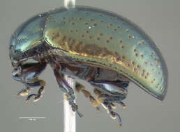 Image of Klamath Weed Beetle