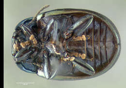 Image of Klamath Weed Beetle