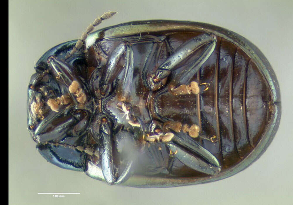 Image of Klamath Weed Beetle