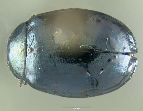 Image of willow leaf beetle