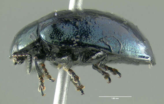 Image of willow leaf beetle