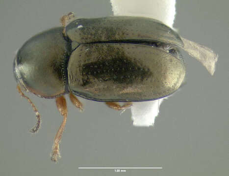 Diachus auratus (Fabricius 1801) resmi