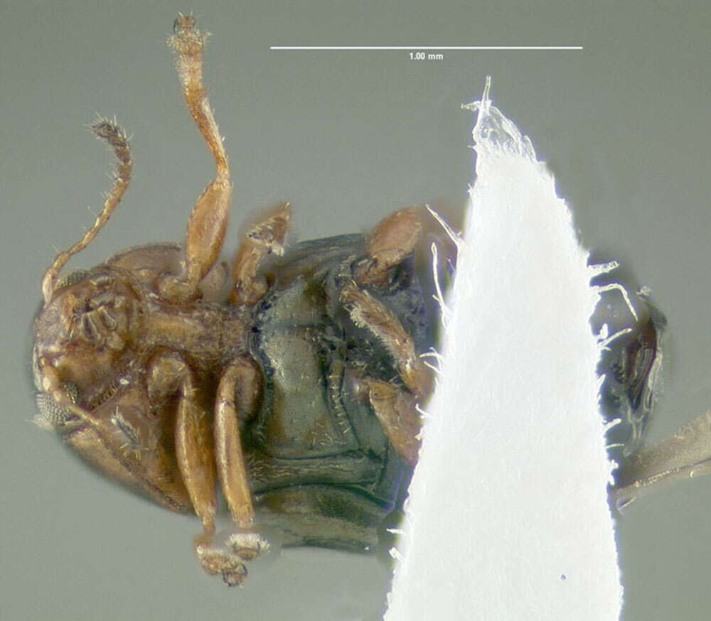 Diachus auratus (Fabricius 1801) resmi