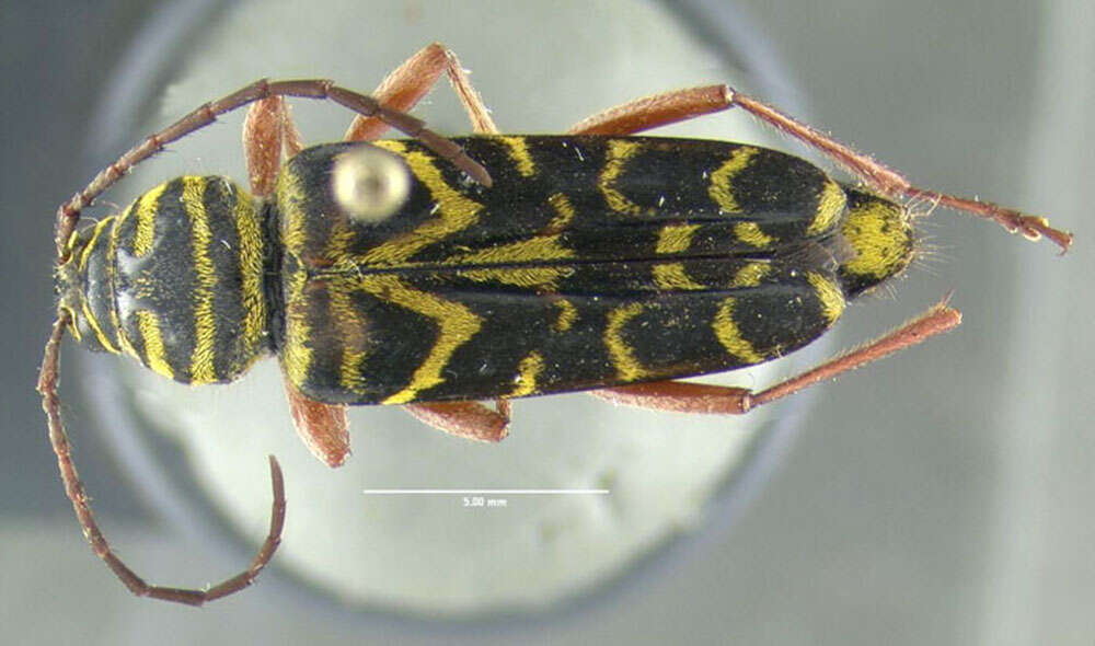 Image of Locust Borer