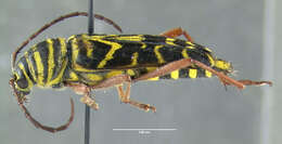 Image of Locust Borer