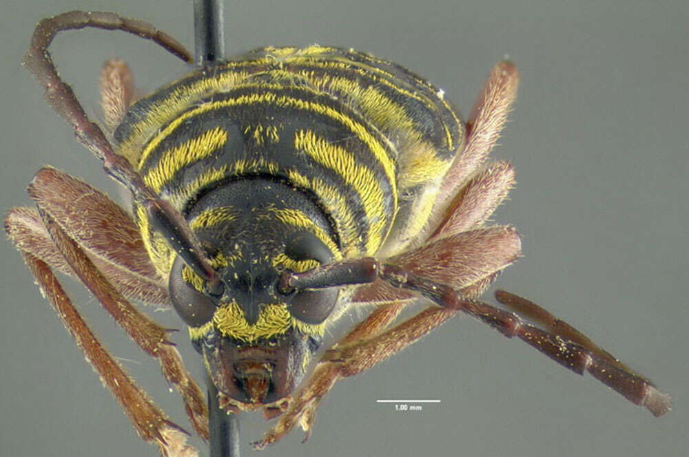 Image of Locust Borer