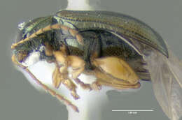 Image of Crepidodera