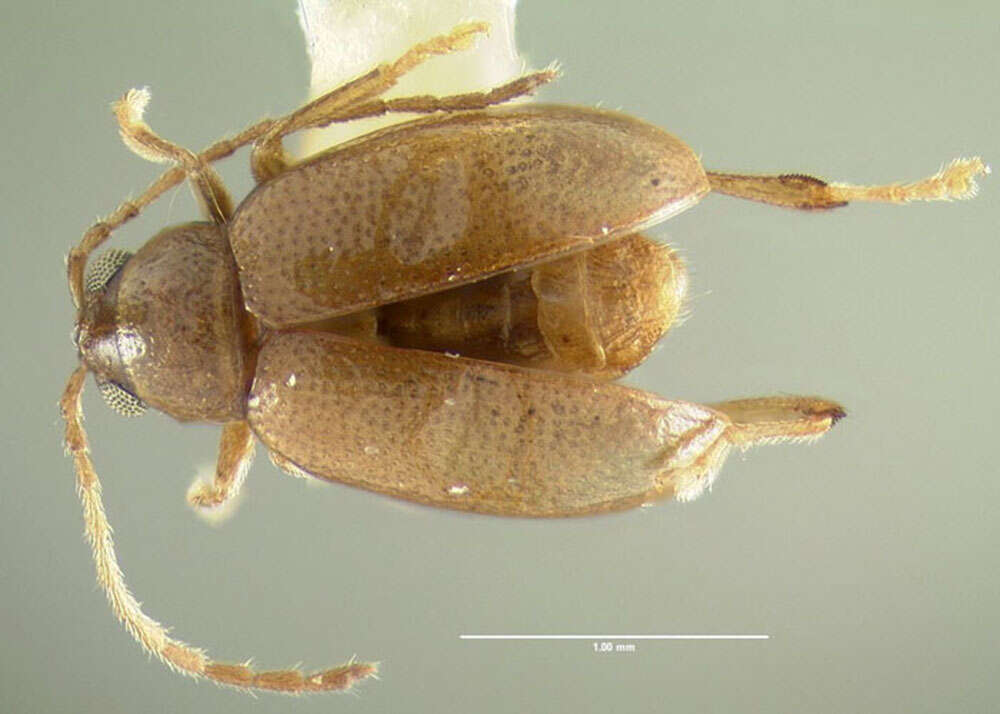 Image of Crepidodera