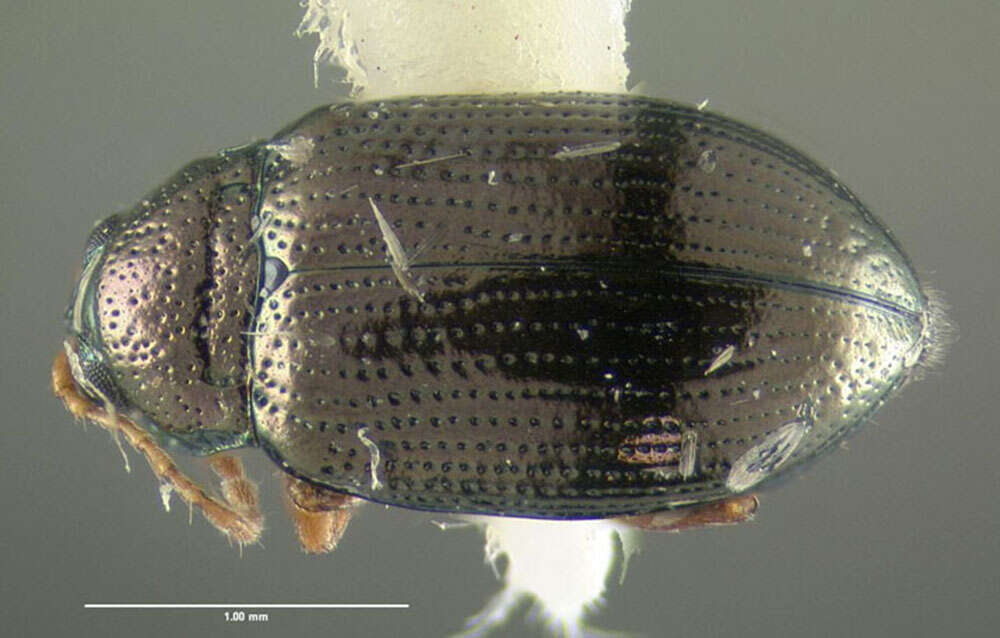 Image of Crepidodera