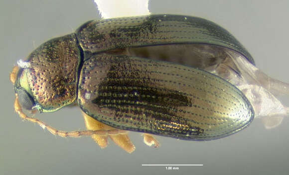 Image of Crepidodera