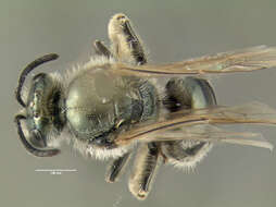 Image of Lasioglossum marinum (Crawford 1904)