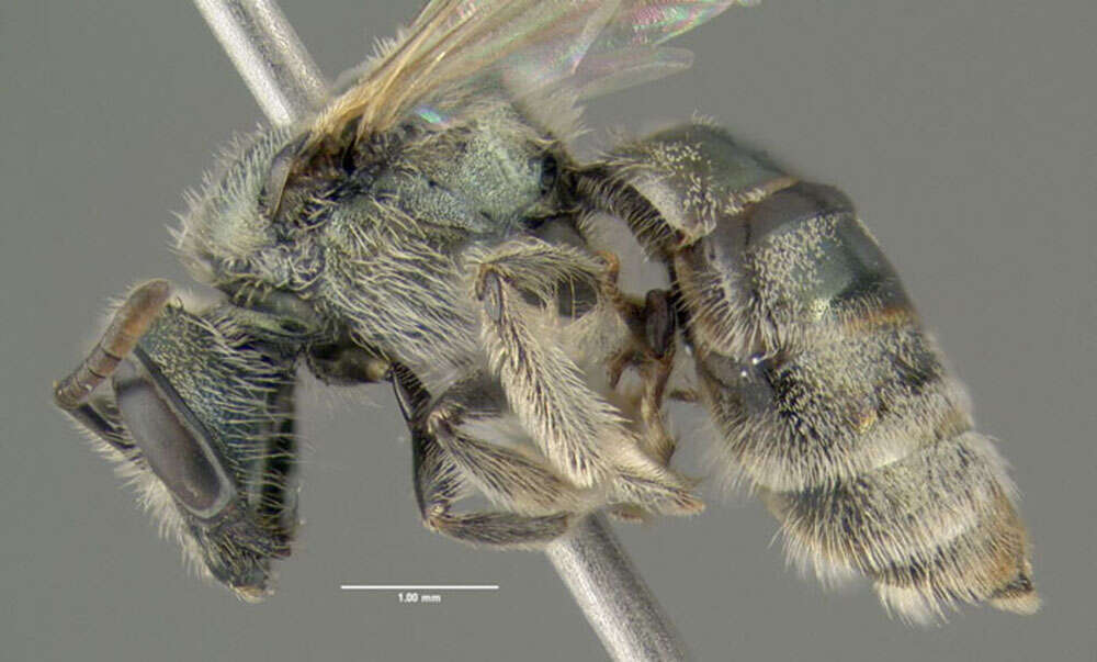 Lasioglossum marinum (Crawford 1904) resmi