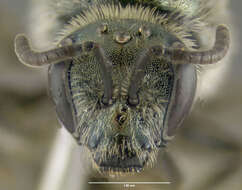 Lasioglossum marinum (Crawford 1904) resmi