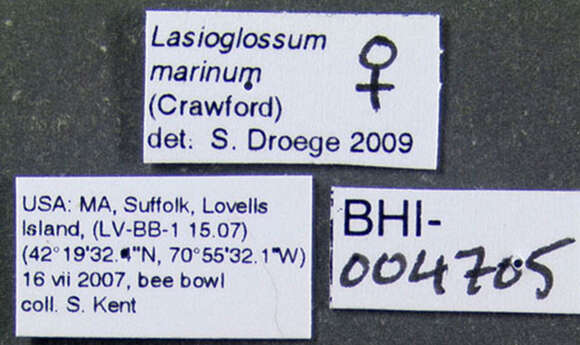 Lasioglossum marinum (Crawford 1904) resmi