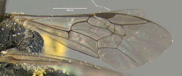 Plancia ëd Lasioglossum pectorale (Smith 1853)