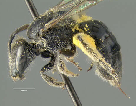 Imagem de Lasioglossum pectorale (Smith 1853)