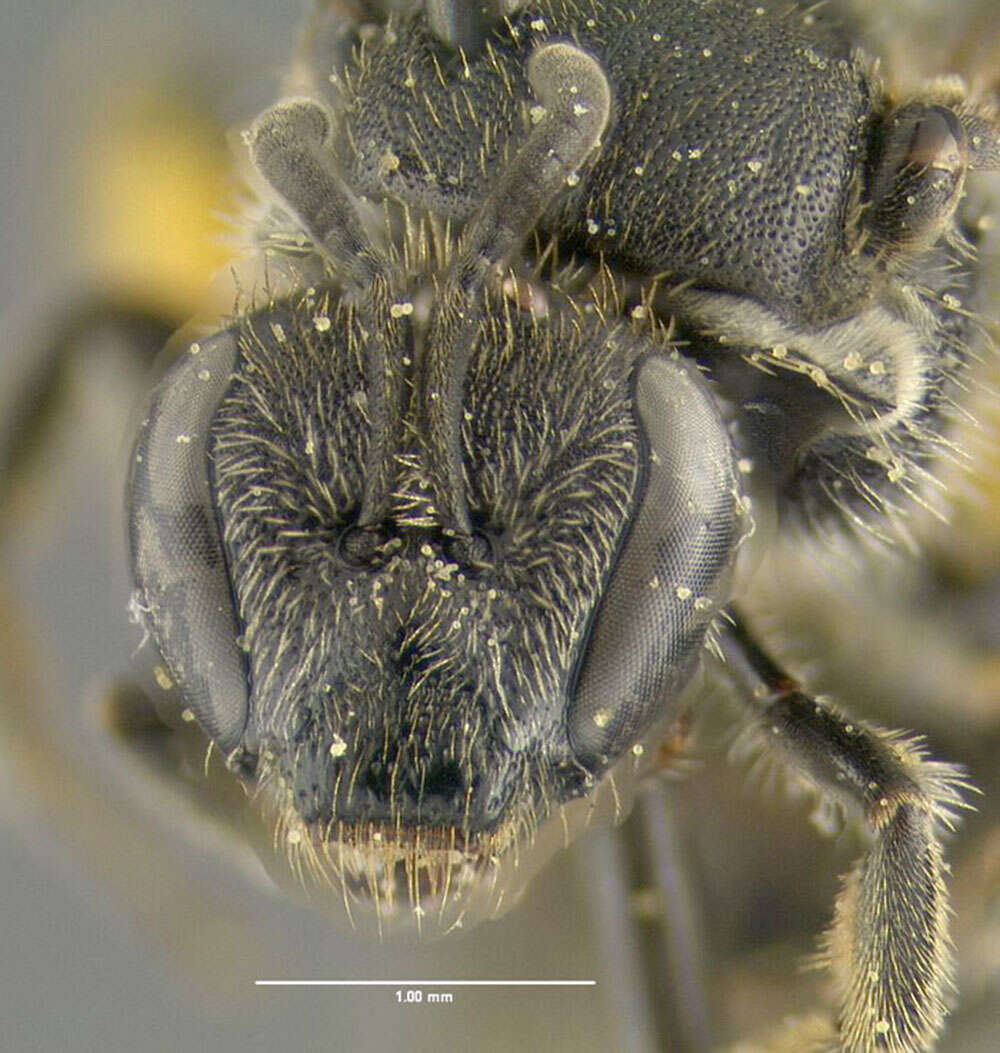 Imagem de Lasioglossum pectorale (Smith 1853)