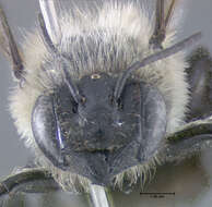Image of Small-handed Leaf-cutter Bee