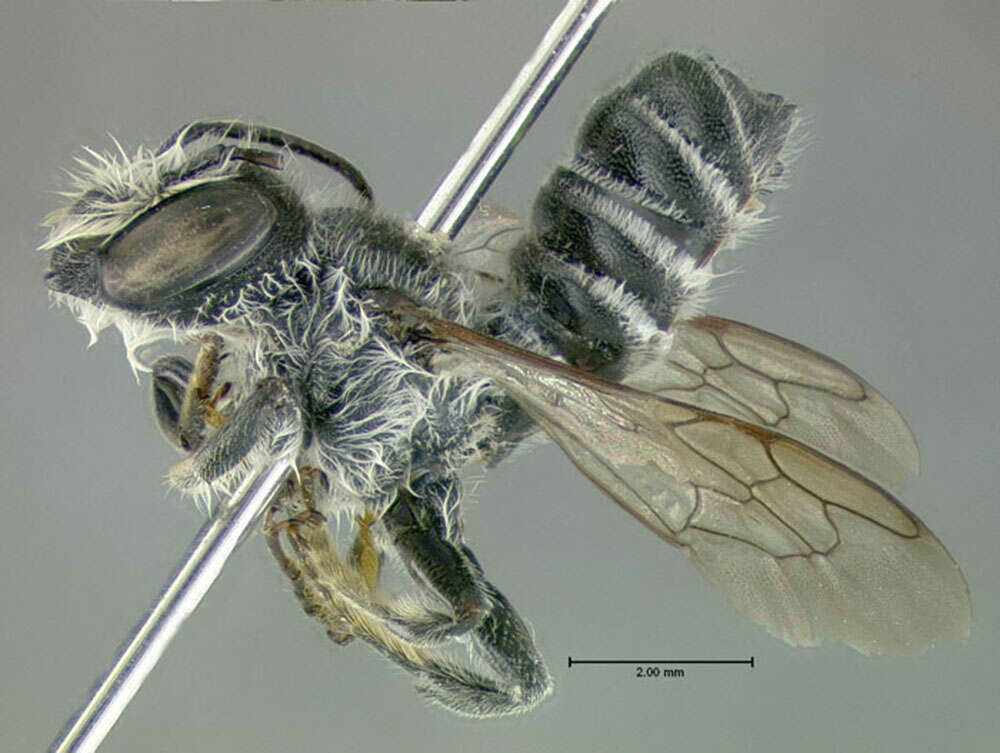 Image of Megachile montivaga Cresson 1878