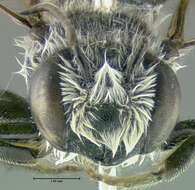 Image of Megachile montivaga Cresson 1878