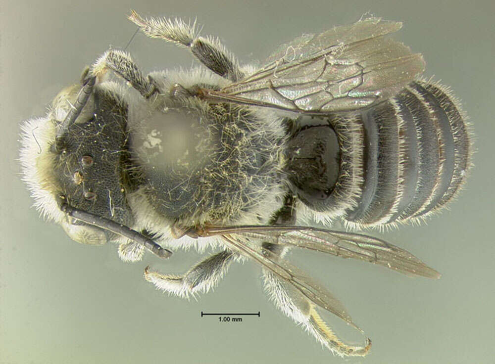 Image of Alfalfa Leafcutter Bee