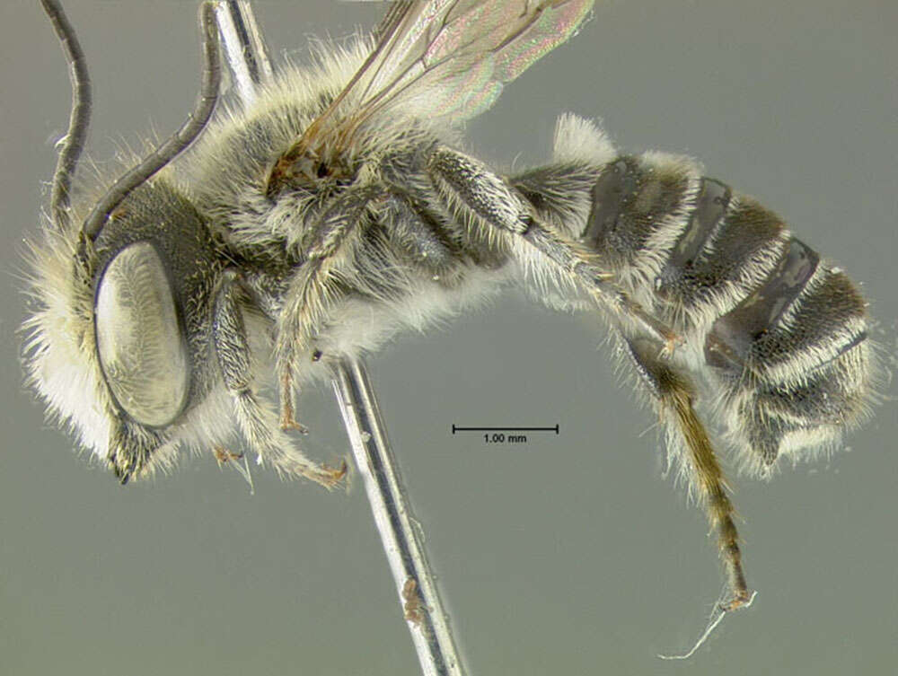 Image of Alfalfa Leafcutter Bee