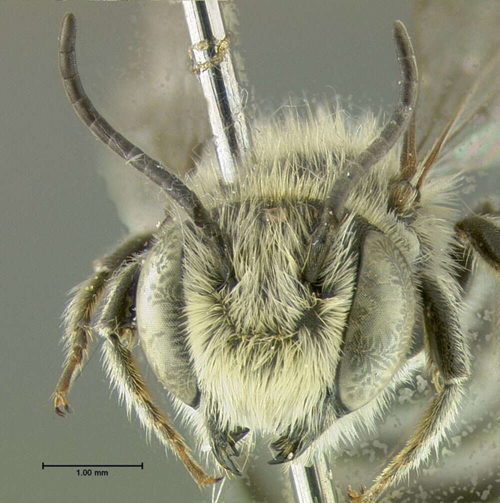 Image of Alfalfa Leafcutter Bee