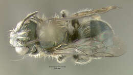 Image of Osmia atriventris Cresson 1864