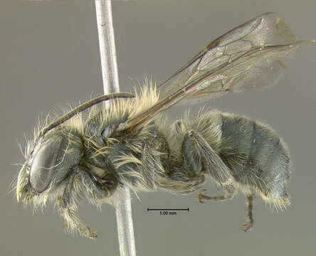 Image of Osmia atriventris Cresson 1864